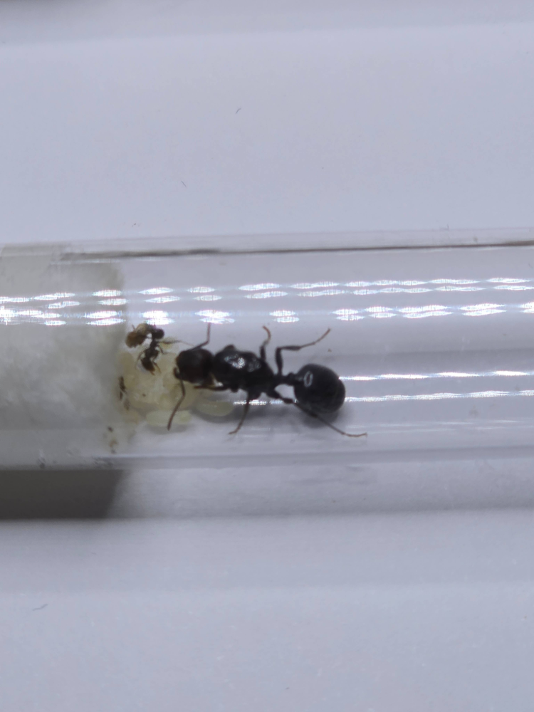 Messor Barbarus