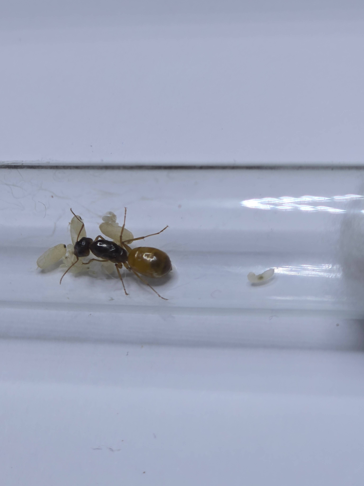 Camponotus fedtschenkoi