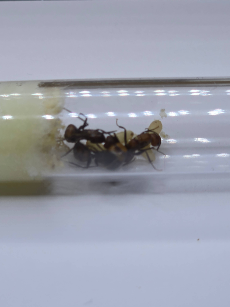Camponotus Nicobarensis